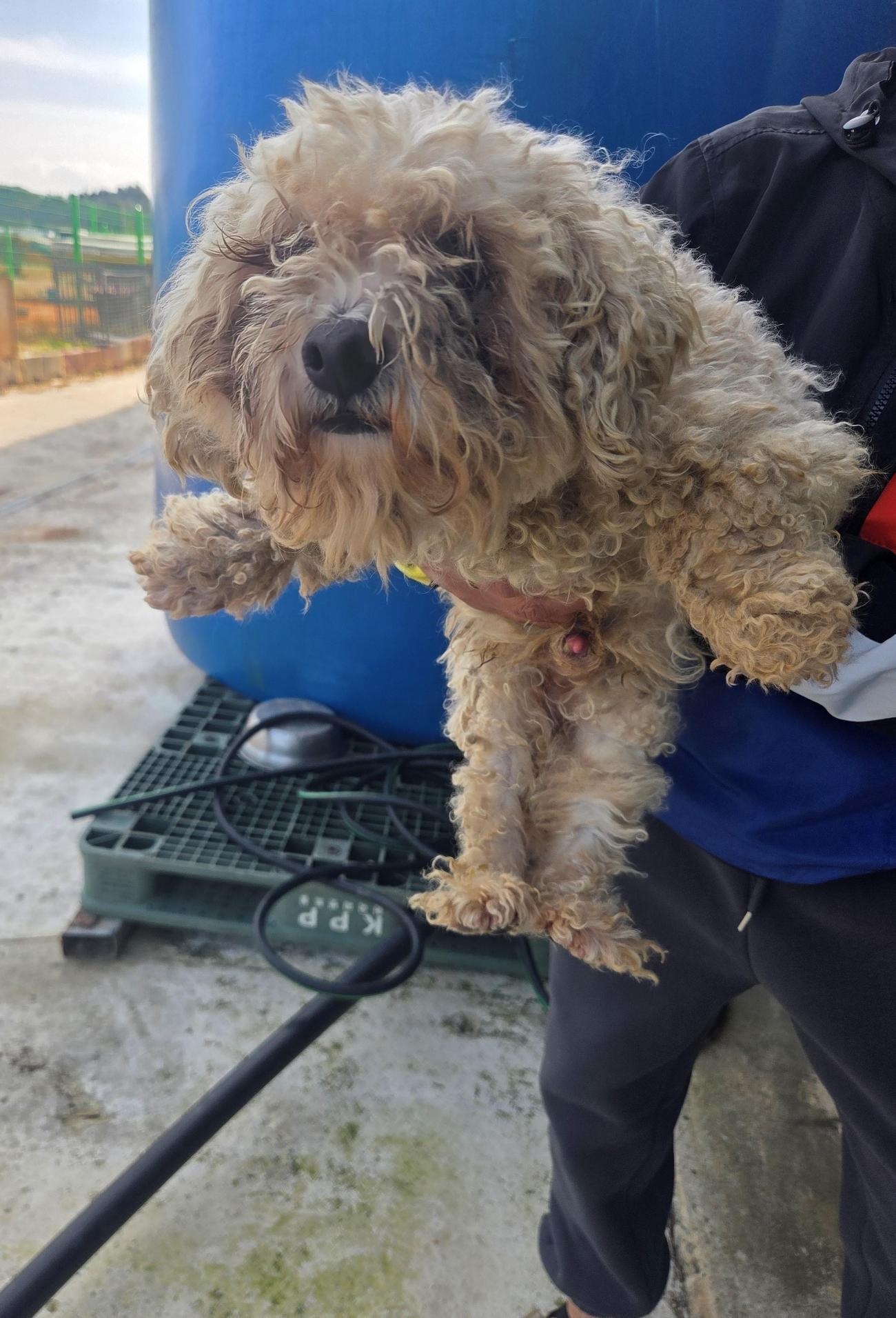 보호중 말티즈의 가…